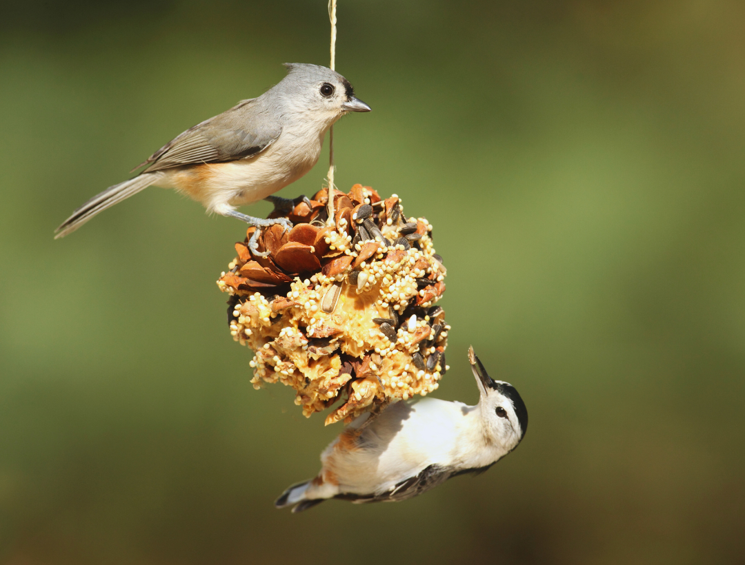 Selecting a Sturdy and Effective Bird Feeder Pole