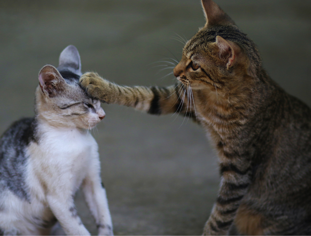 Cat Stuffed Animals